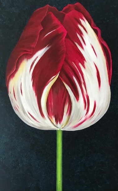 Tulp rood met wit