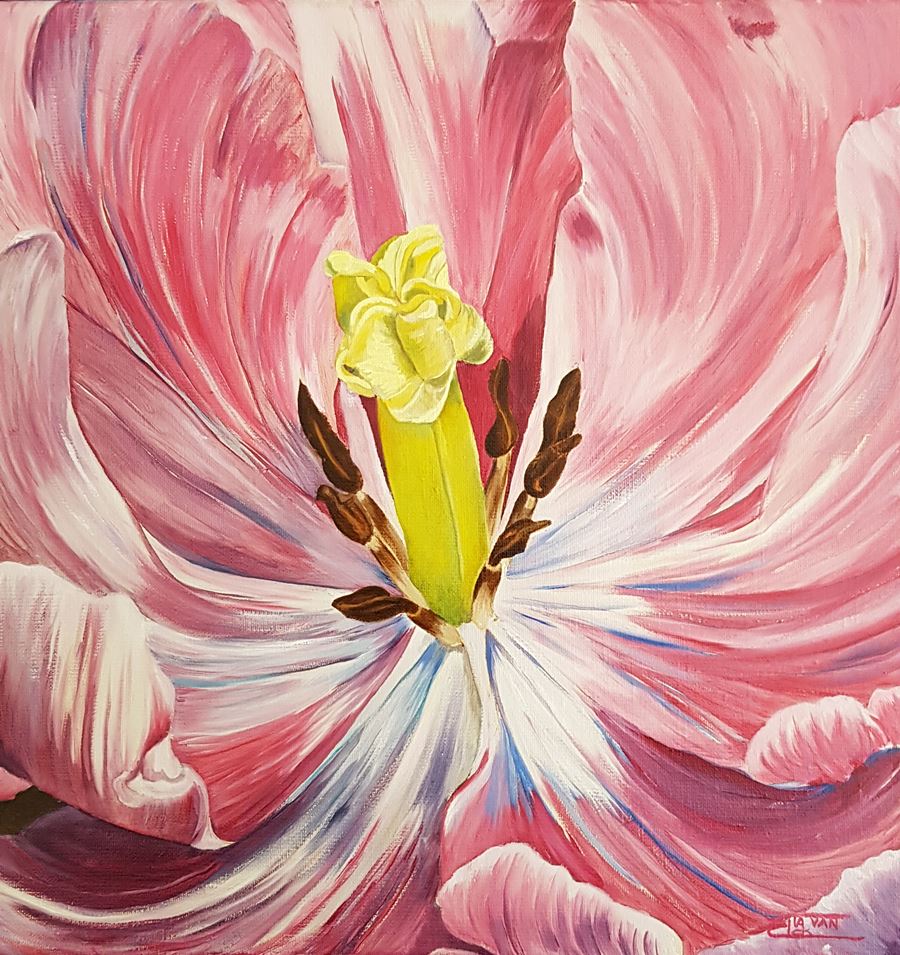 Tulp in roze
